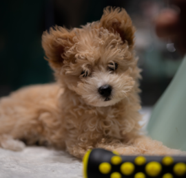 Pomapoo Puppies For Sale - Seaside Pups
